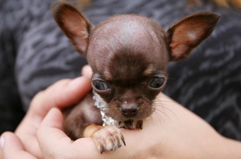 The current record holder is Boo Boo, another chihuahua from Kentucky, but Milly, who lives with her Argentine owners in the north east Puerto Rican town of Vega Alta, hopes to punch above her 170g weight and win a place in the Guinness Book of Records.