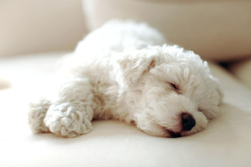 bichon frise dog puppy asleep sofa