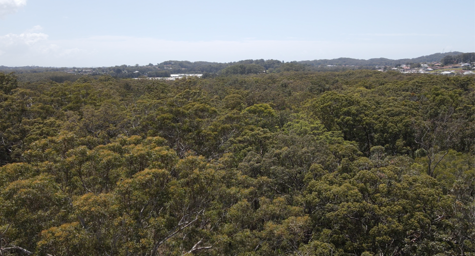 Koala advocates are calling for a 200 hectare site to be protected from development. Source: Supplied