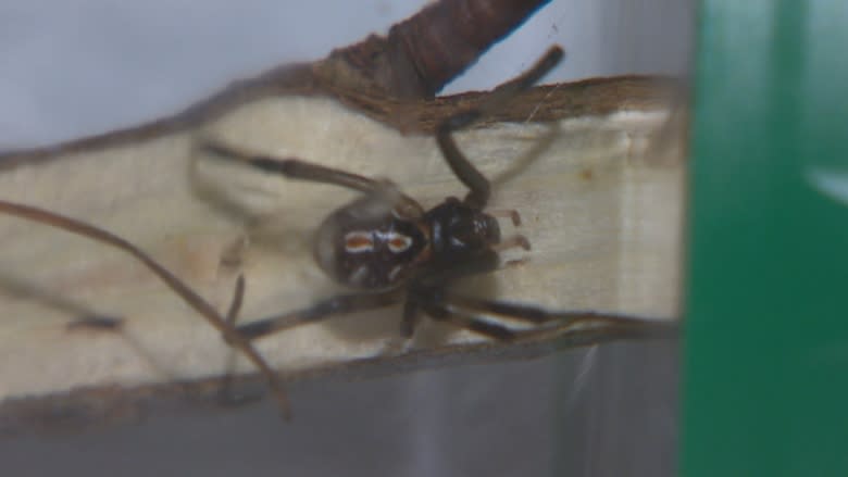 That's not a grape! Black widow spider found in fruit by St. John's woman