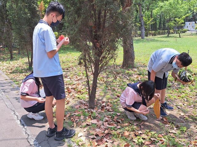 圖：嘉義市大業實中學生在校園裡採集作畫樹葉。