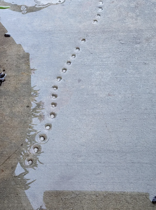 Raindrops forming small circular patterns on a wet concrete surface, with reflections of plants visible in a puddle