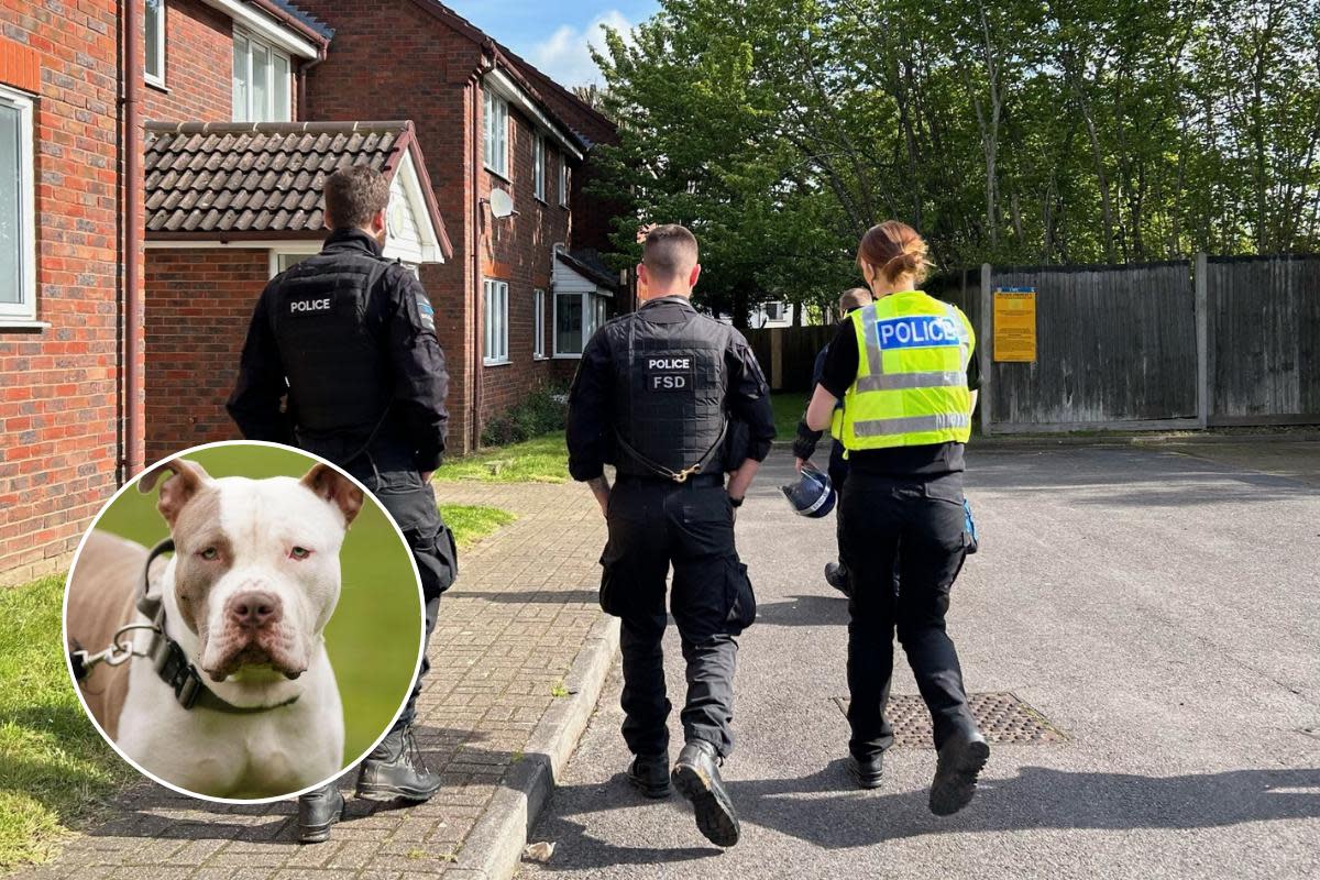Officers conducted a warrant in the Woodside area yesterday following reports of an unregistered XL Bully. <i>(Image: Hertfordshire Police/PA)</i>