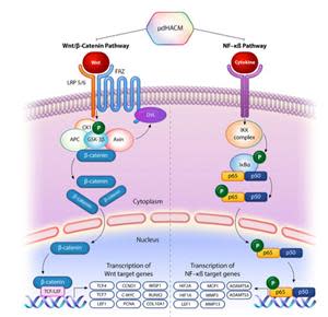 Micronized dHACM regulation of Wnt and NF-κβ signaling