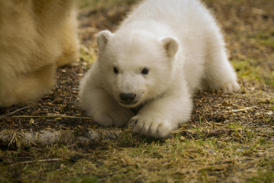 Visitors will be able to see the cub from this week (Picture: SWNS)