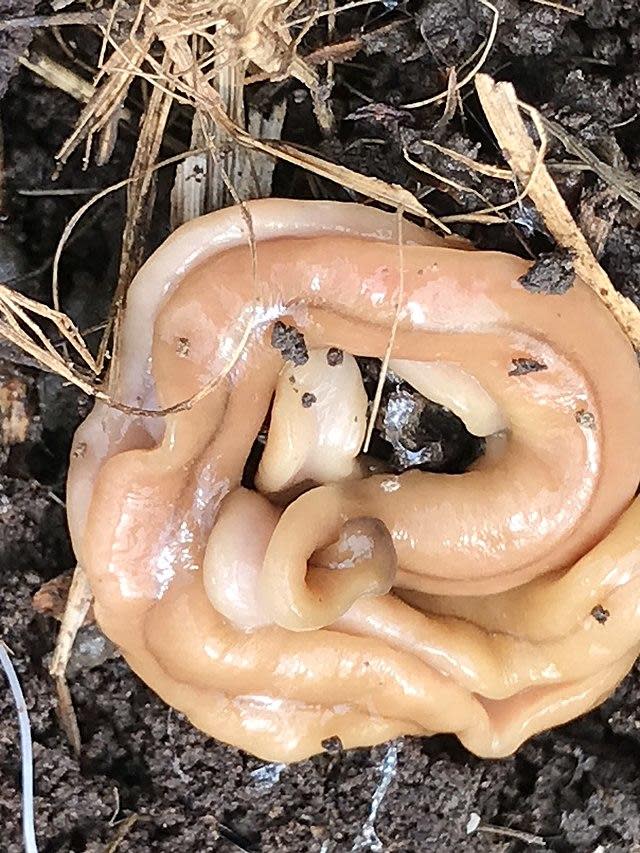 A hammerhead flatworm found in Napierville, Illinois. / Credit: bg1159 / Creative Commons Attribution 4.0