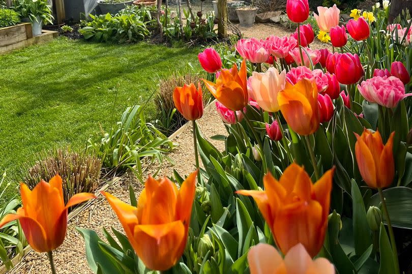 Flowers in Charlotte's garden