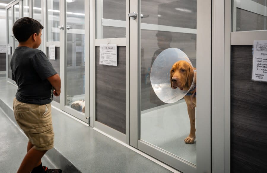 A new and first-of-its-kind animal shelter has opened up in the City of Industry. The new Priceless Pets Rescue promises to be the first no-kill animal shelter in the San Gabriel Valley. (Priceless Pets Rescue)