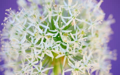 'Mount Everest' allium - Credit: Alamy