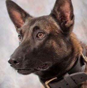 K9 Officer Titan died "honorably in the line of duty" on Nov. 22, according to Johnstown Police Department.