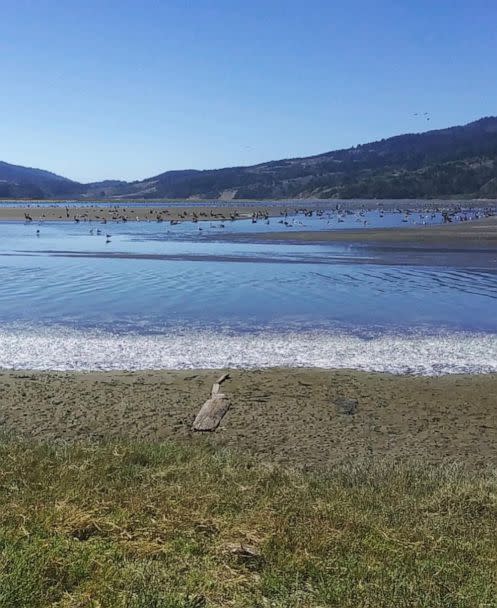 PHOTO: Thousands of dead anchovies washed up on the Bolinas Lagoon shore in Marin County, Calif. this week. (Marin Country Parks via Instagram)