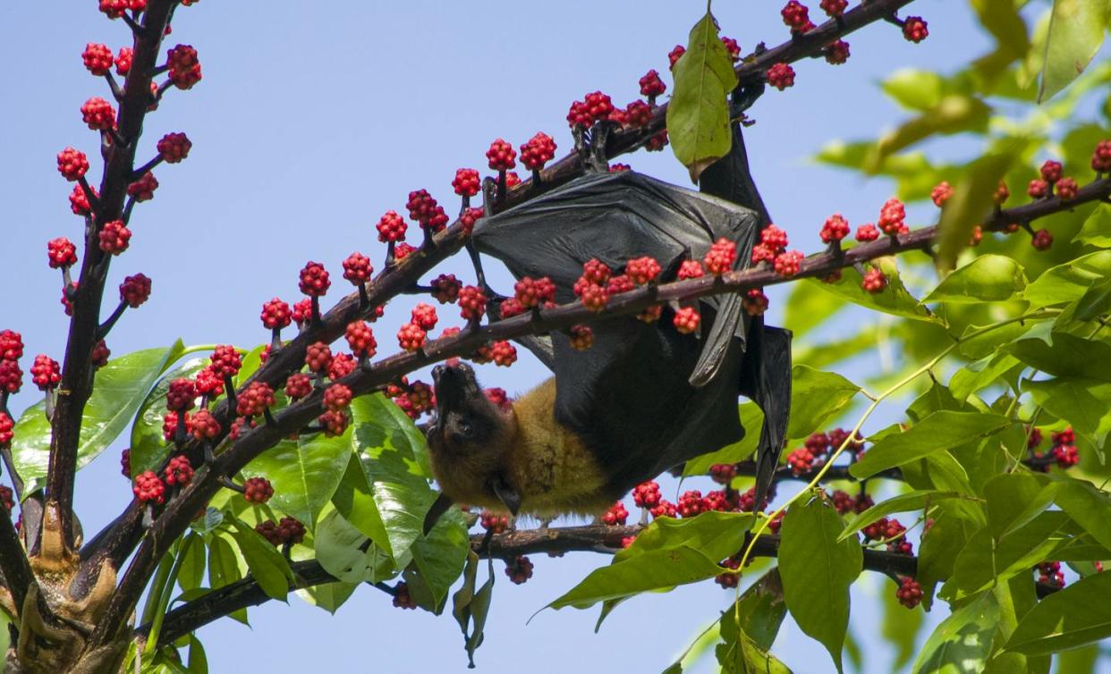Fruit bats have honed their sweet tooth through adaptive evolution. <a href="https://www.gettyimages.com/detail/photo/fruit-bat-feeding-in-a-tree-royalty-free-image/1293525000" rel="nofollow noopener" target="_blank" data-ylk="slk:Keith Rose/iStock via Getty Images Plus;elm:context_link;itc:0;sec:content-canvas" class="link ">Keith Rose/iStock via Getty Images Plus</a>