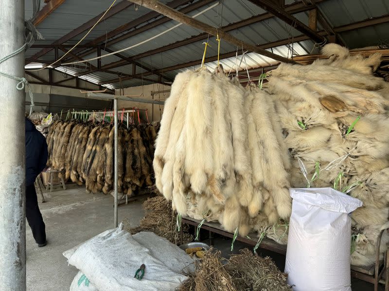 A view shows raccoon dog pelts at a fur farm in Qinhuangdao, Hebei province