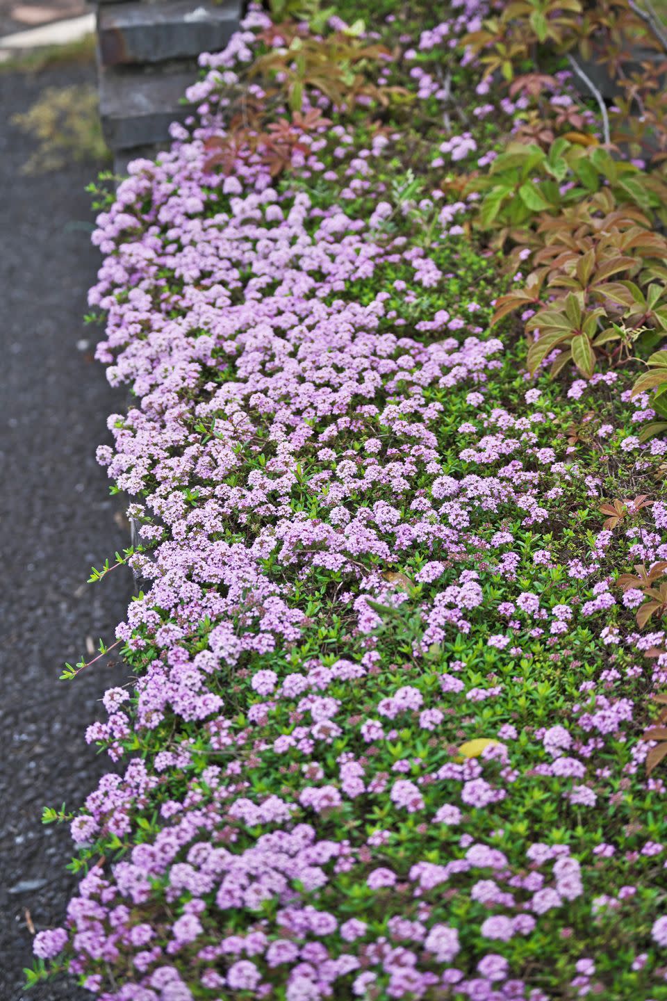 purple flowers of creeping thyme along a garden path