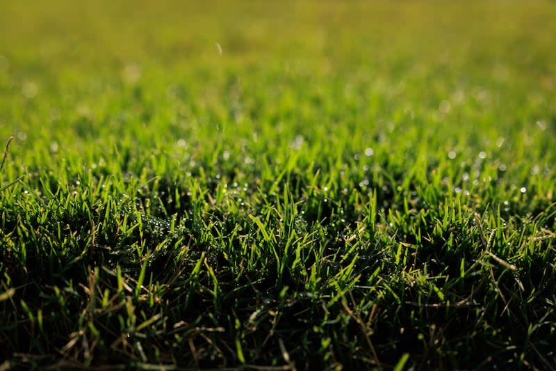 BYU researchers test drought-tolerant hybrid Bermudagrass. Brigham Young University researchers, along with counterparts from Utah State University, are celebrating a decision by the Utah Department of Agriculture and Food’s Noxious Weed Board to allow the planting of a hybrid species of Bermudagrass. | Jaren Wilkey/BYU