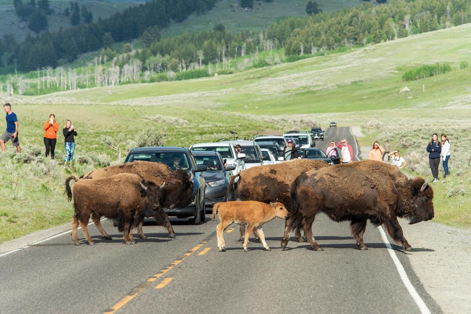 Yellowstone Sees Record Numbers Of Visitors As It Fully Reopens