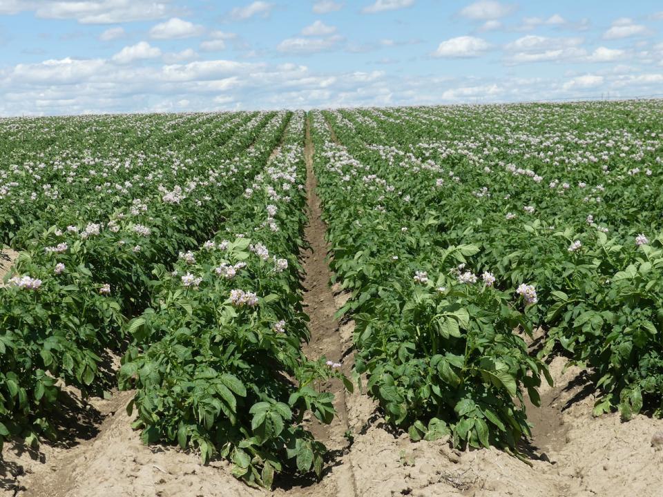 Rows of potato plants at an Alberta farm in 2022.