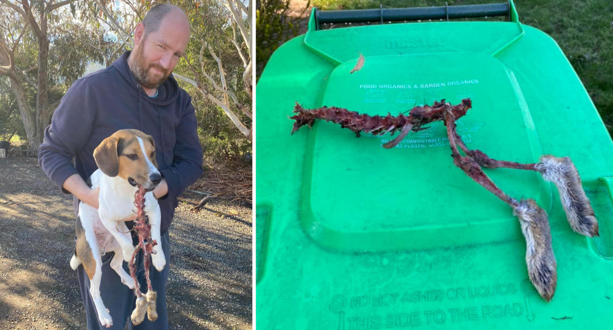 The Hobart resident holding his dog who has the rabbit carcass in it's mouth (left). The eerie find on top of a green wheelie bin with the hind legs and their fur in tact (right).  