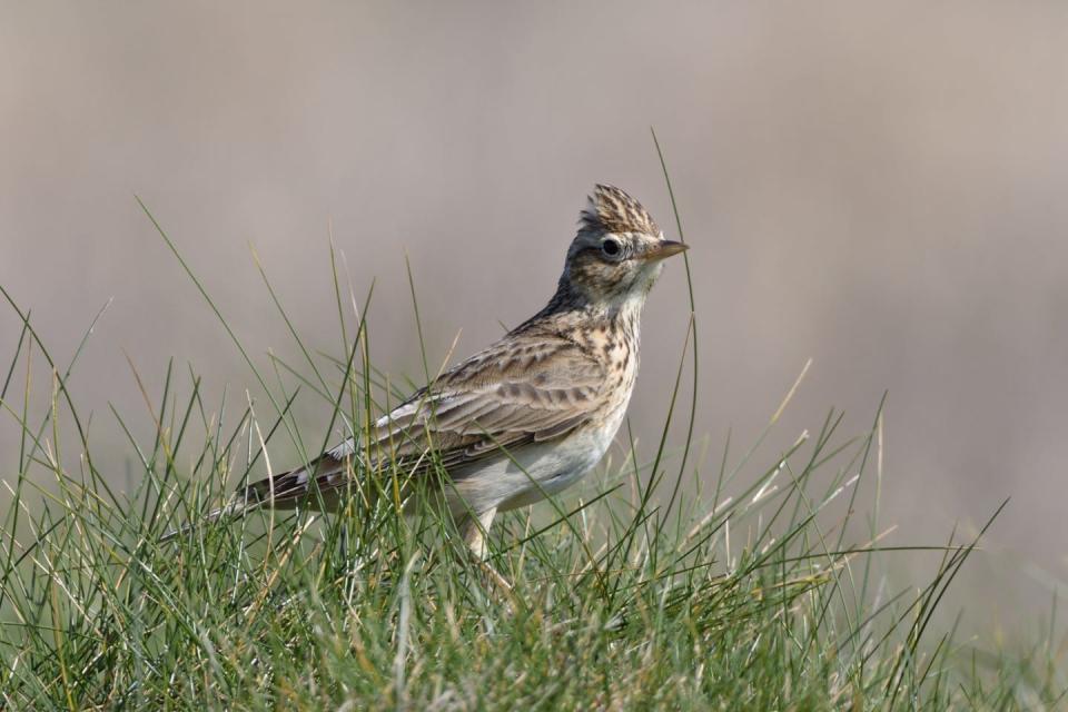 Photo credit: Matt Hayward/National Trust 