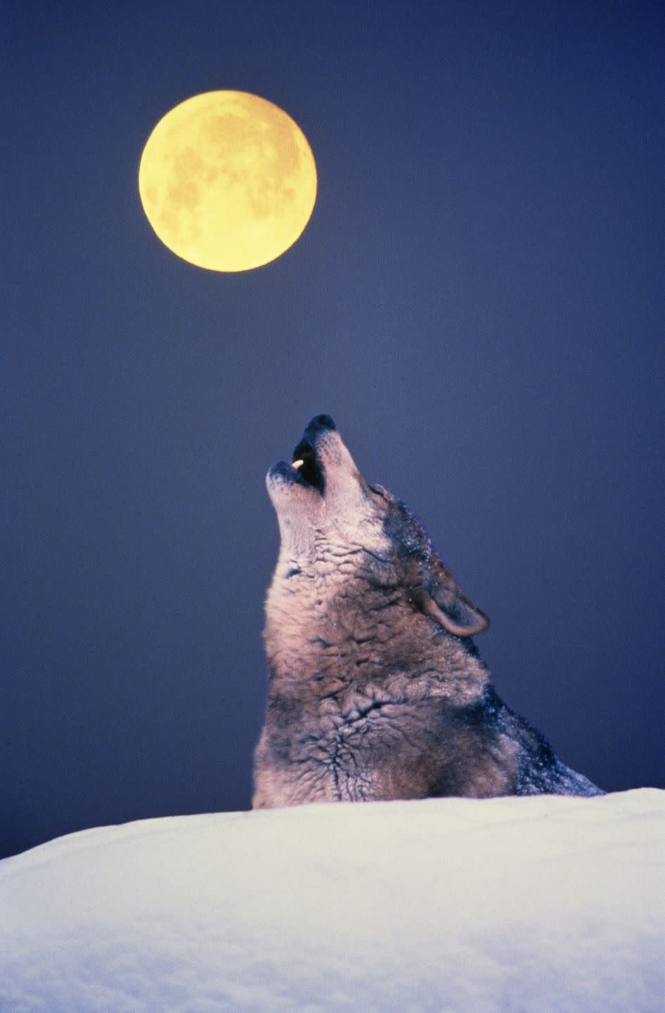 lone wolf howling at night, snow on ground