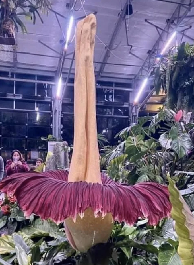 Large corpse flower in bloom surrounded by people in a greenhouse