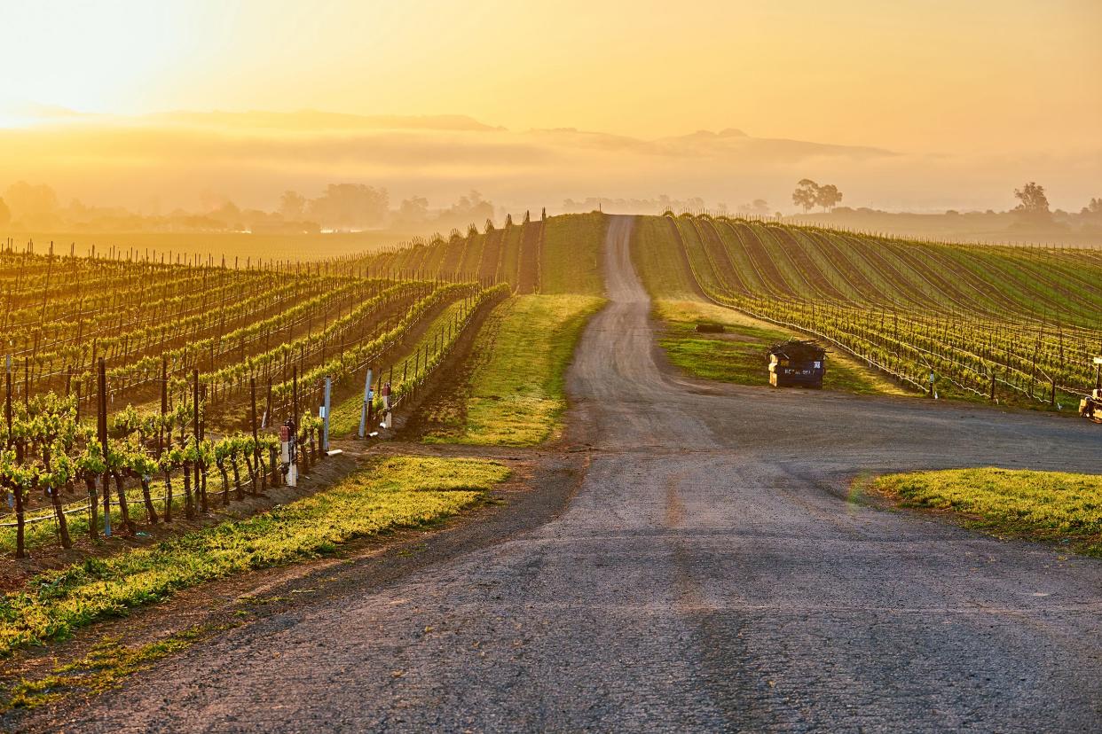vineyards at sunrise in California