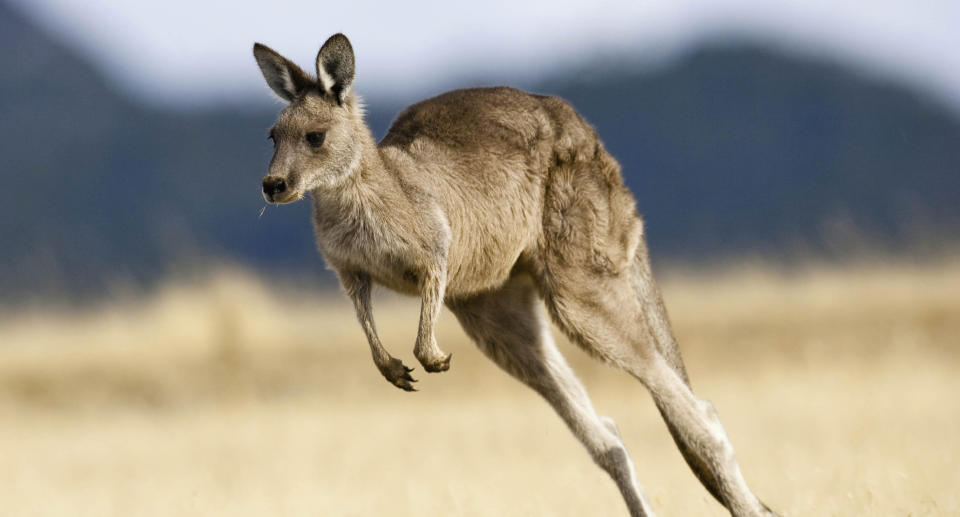 The school’s cook made chili for students with beef and kangaroo meat. (Photo: Getty Images)