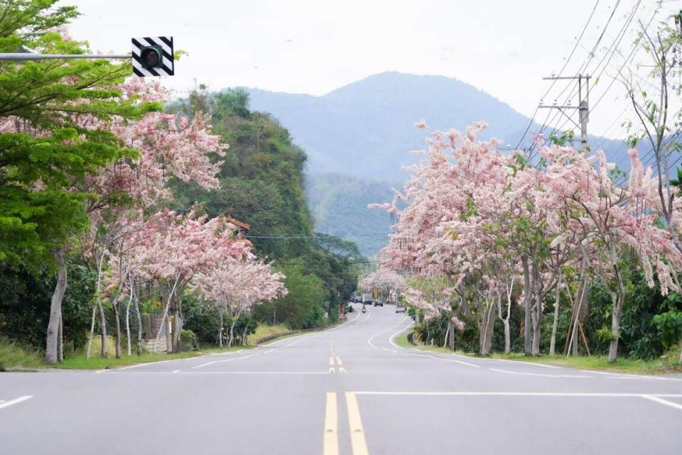 高雄市觀光局與六龜觀光休閒協會合作，在六龜寶來及不老溫泉區推出八條特色遊程及夜間生態導覽活動，邀請民眾進入六龜山城泡湯賞花。（記者吳文欽攝）