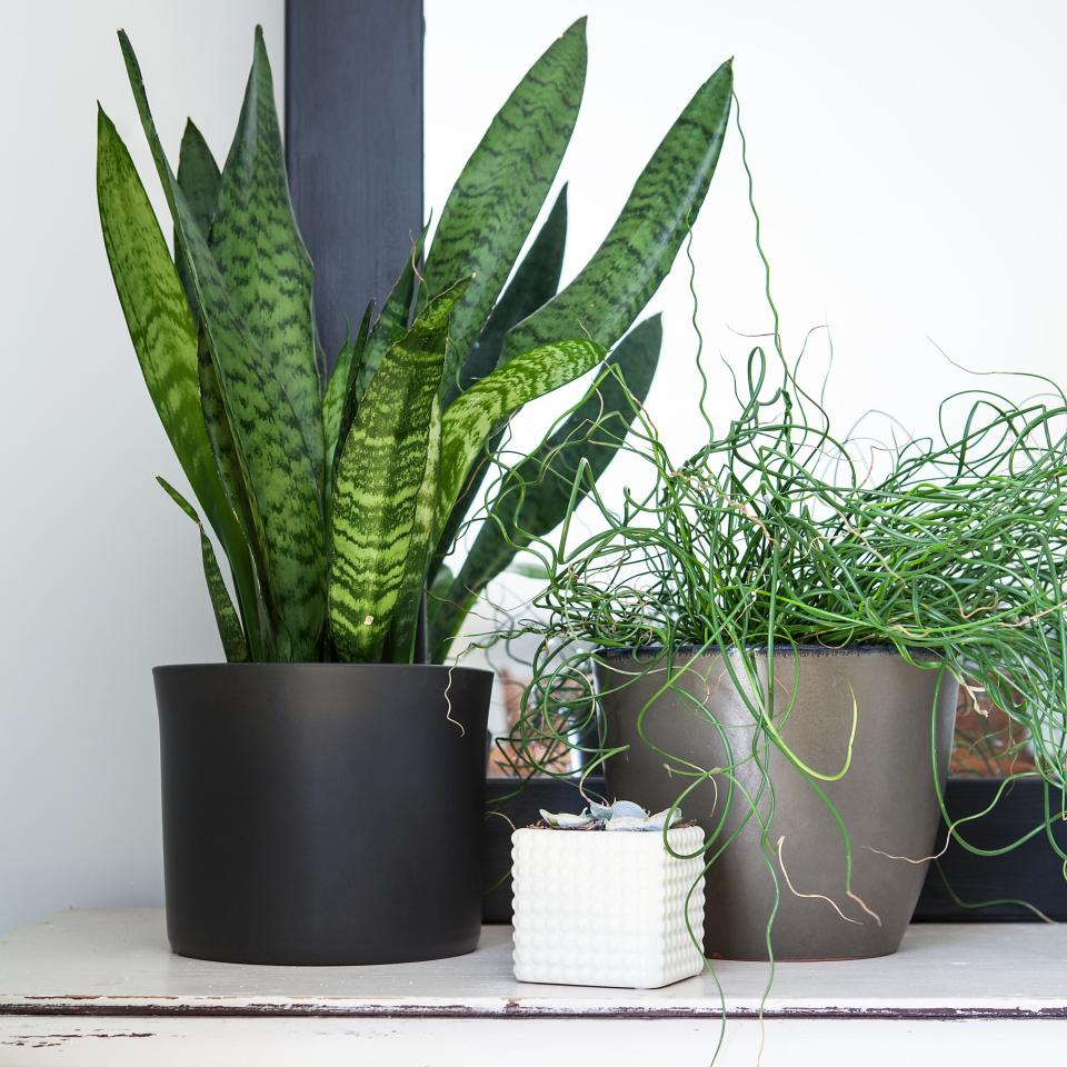 Potted houseplants