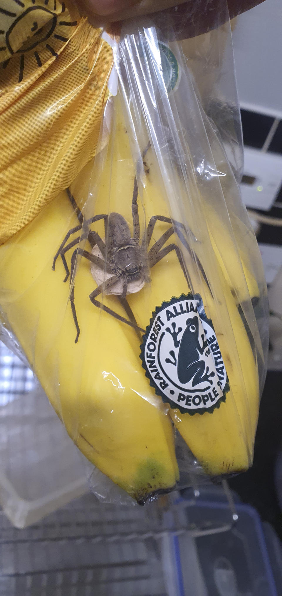 The spider was hidden in the bananas until Harrison opened the pack and had one. (Caters)