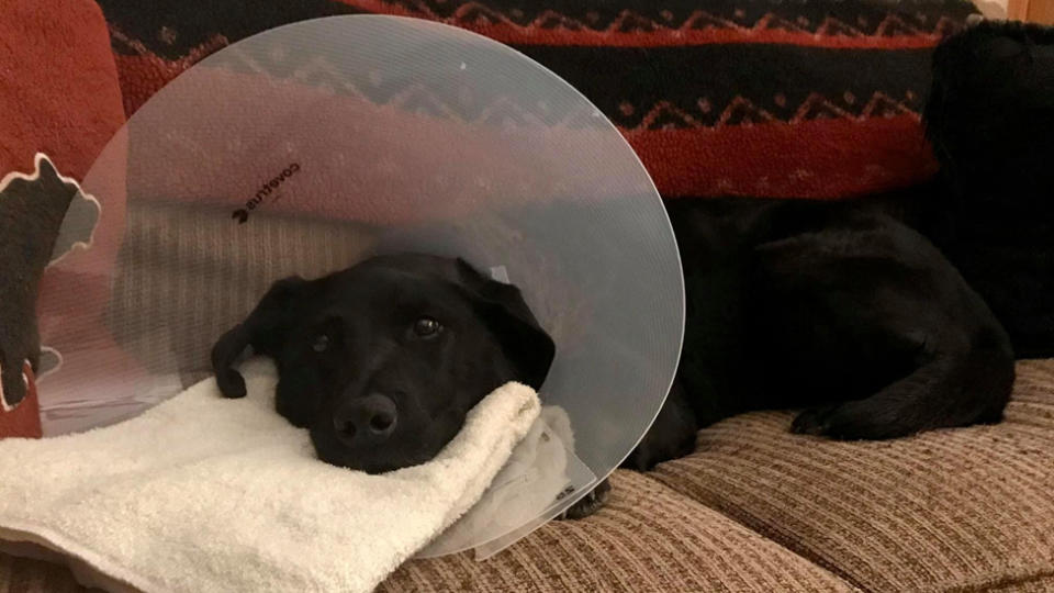 a dog waring a cone and recovering from an attack