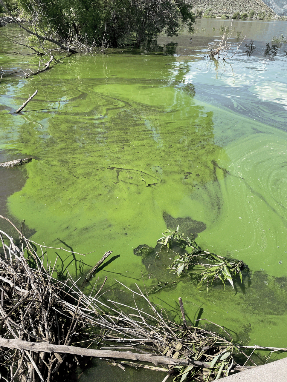 An example of a Harmful Algal Bloom in Washoe Lake State Park in Nevada.