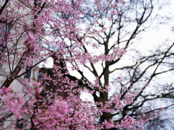 How climate change could harm Washington, D.C.'s cherry blossoms