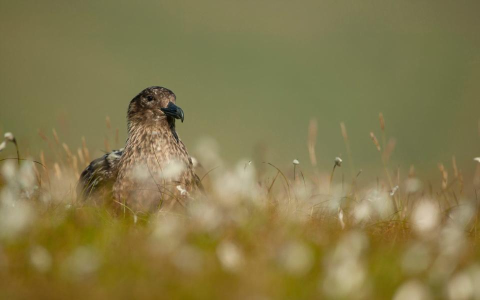 A Shetland skua - Getty