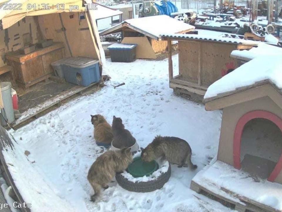 Feral cats eat inside the colony, surrounded by housing. According to the East Kootenay Community Animal Response and Education Society, the College of the Rockies said it would 'destroy the food, water and cat housing' on March 31. (EKCARES - image credit)