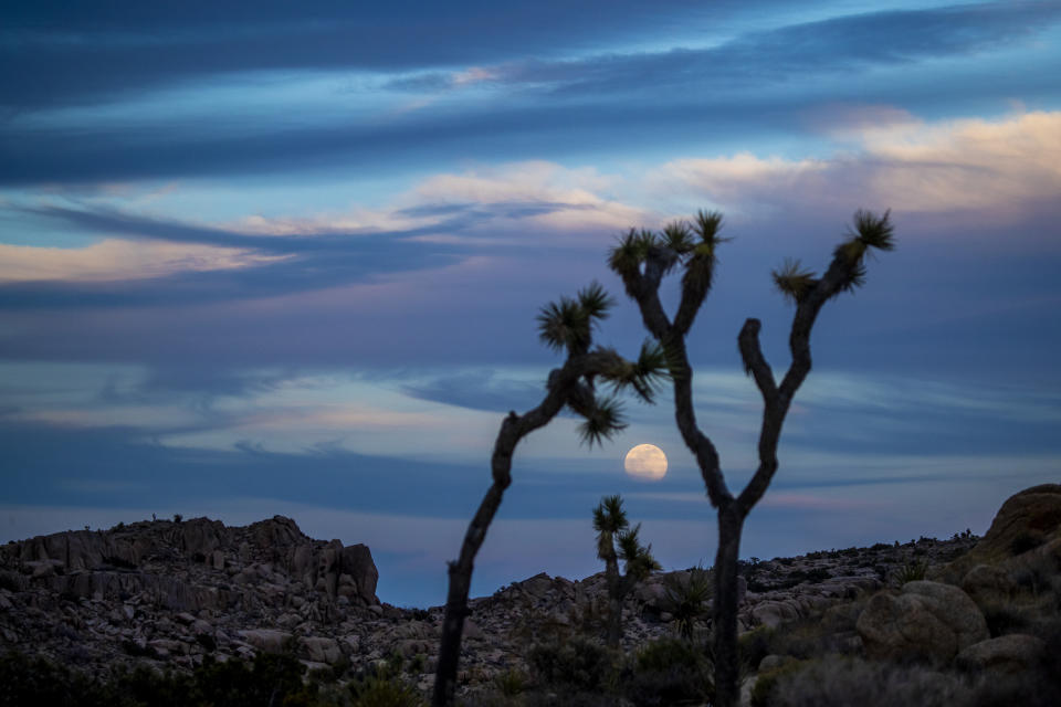 A lone Joshua tree and several rock formations in front of a blue sky with clouds at Joshua Tree National Park