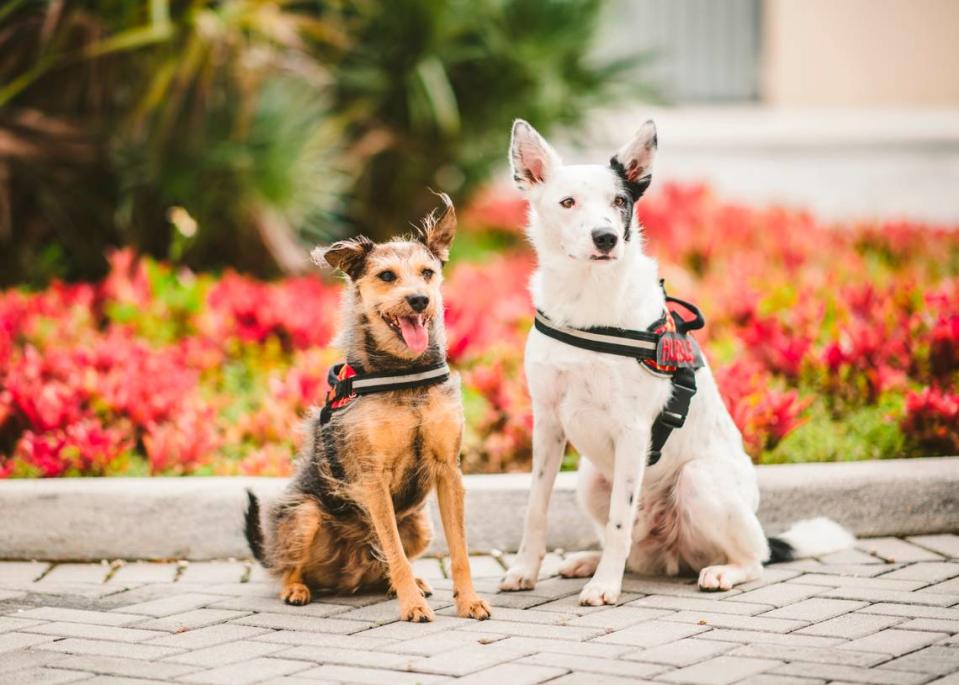 Mac, left, and Hubble are two dogs that are trained to sniff out COVID-19 at Florida International University.