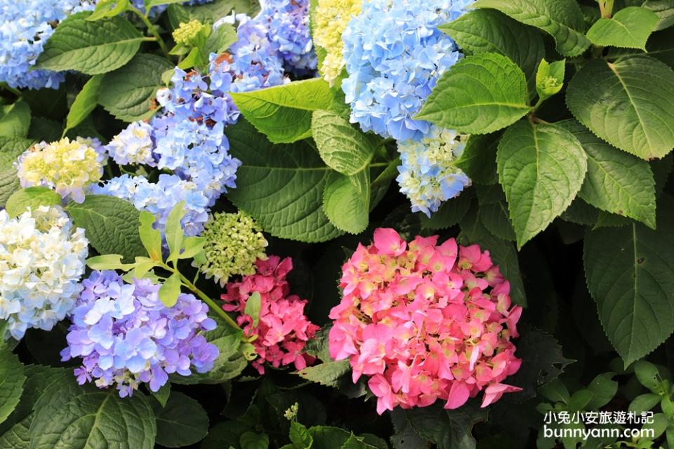 新北景點｜高家繡球花田萬里第三園區