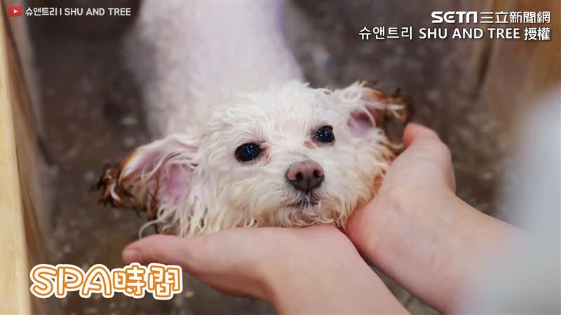 美容師替比熊犬洗澡。（圖／슈앤트리 SHU AND TREE 授權）