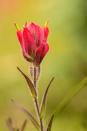 <p>Also known as Indian paintbrushes, castillejas grow across the Western and Southwestern states. These peculiar yet striking wildflowers actually survive by "borrowing" the nutrients from roots of surrounding plants.</p><p><strong>Bloom season</strong>: Spring</p><p><a class="link " href="https://www.amazon.com/Scuddles-Garden-Tools-Set-Gardening/dp/B07621FLPW/ref=sr_1_3_sspa?keywords=gardening+kit&qid=1584129763&sr=8-3-spons&psc=1&spLa=ZW5jcnlwdGVkUXVhbGlmaWVyPUEzRzFTWUVQSTFQTDFRJmVuY3J5cHRlZElkPUEwMDMzOTg2MkVDV0dSUUVSWVlOVyZlbmNyeXB0ZWRBZElkPUEwMTYyMTE3VVZYMUc5OVhJTDY1JndpZGdldE5hbWU9c3BfYXRmJmFjdGlvbj1jbGlja1JlZGlyZWN0JmRvTm90TG9nQ2xpY2s9dHJ1ZQ%3D%3D&tag=syn-yahoo-20&ascsubtag=%5Bartid%7C10063.g.35661704%5Bsrc%7Cyahoo-us" rel="nofollow noopener" target="_blank" data-ylk="slk:SHOP GARDENING KIT;elm:context_link;itc:0;sec:content-canvas">SHOP GARDENING KIT</a></p>