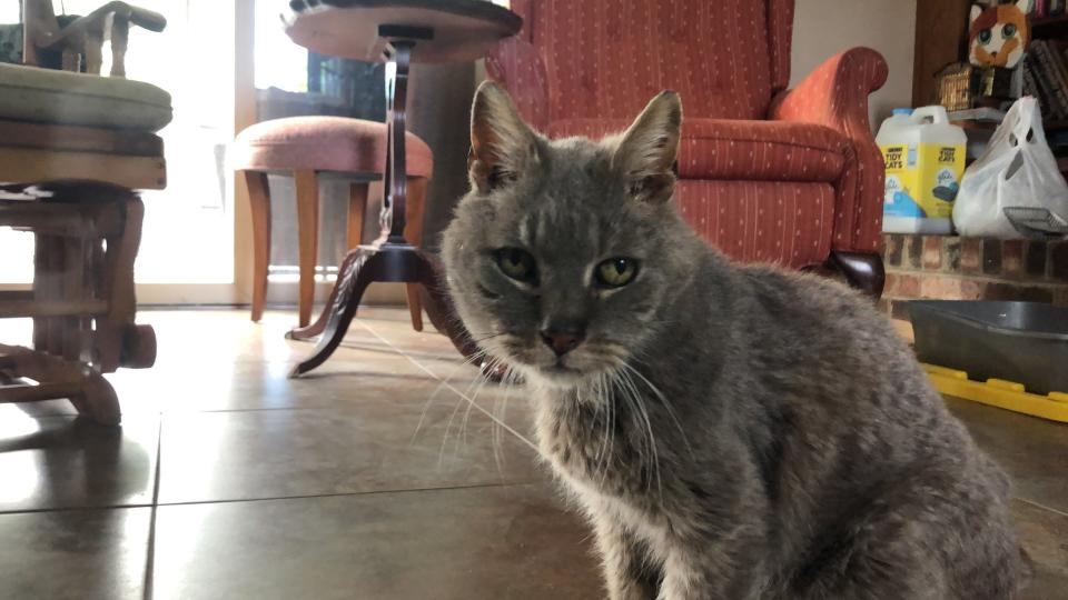 Ritz the cat has been getting plenty of reporter visitors wanting to tell his story of how he was found 16 years after vanishing.