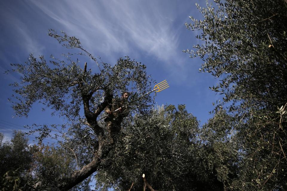 Dimitris Apostolopoulos climbs a tree for harvesting at an olive grove in Velanidi village, 320 kilometers (200 miles) west of Athens, Greece on Thursday, Nov. 28, 2013. The economic crisis has seen a return of Greeks to farm work in recent years, after abandoning fields for years and using migrant labor. He received half of the olive oil produced from his collection as payment. (AP Photo/Petros Giannakouris)