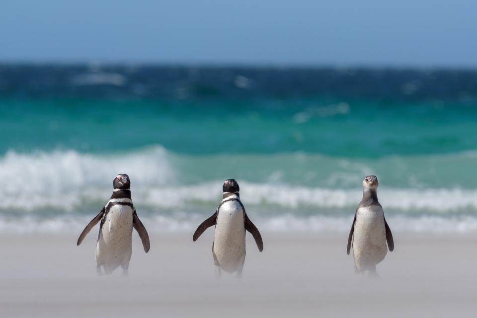 The Indianapolis Zoological Society named Pablo Borboroglu as its ninth Indianapolis Prize winner for his efforts to protect penguins.