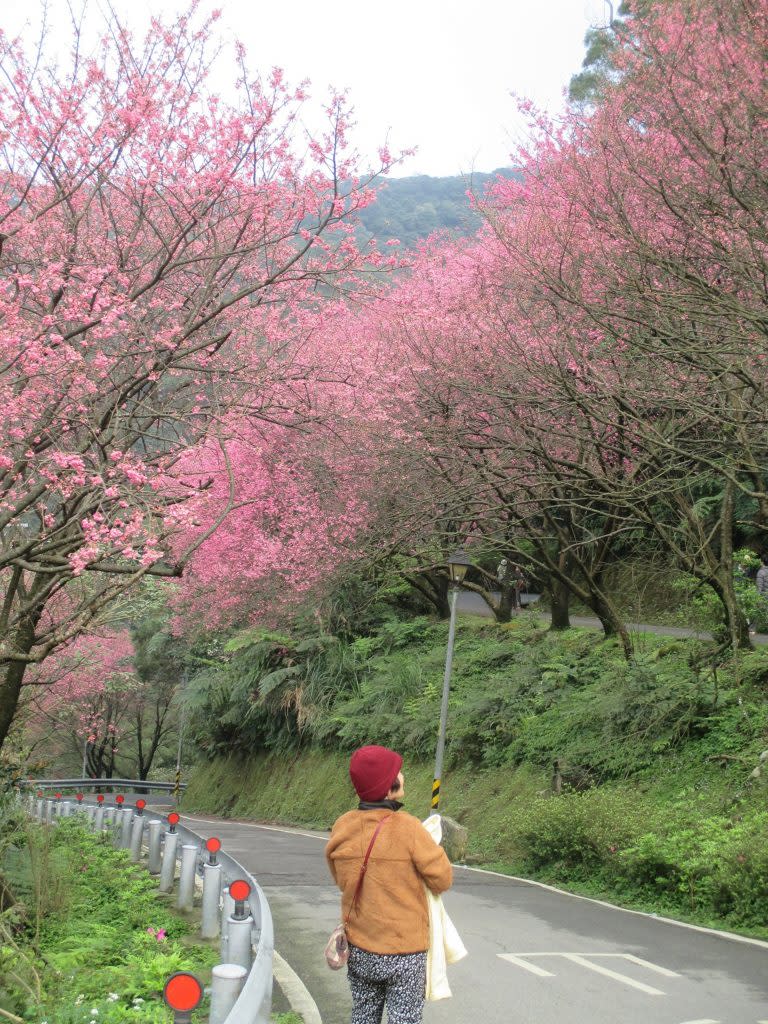 勤進路彌勒山大門路口滿炸的櫻花
