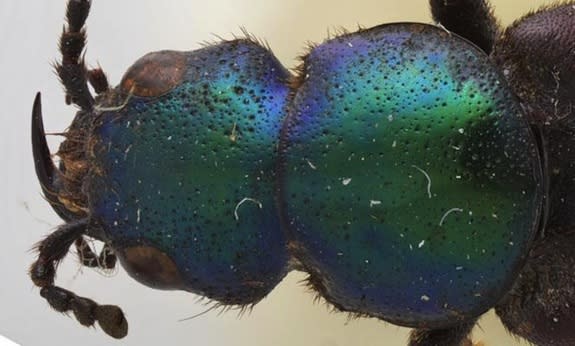 A close up of the colorful beetle species Darwinilus sedarisi.