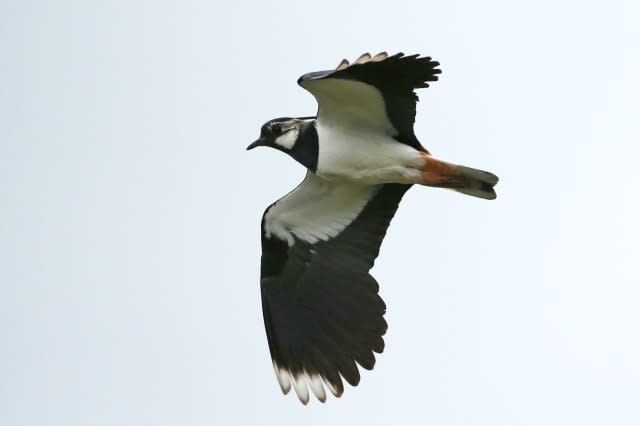 File photo dated 18/4/2015 of a Lapwing, one of the world's most threatened birds has found a sanctuary within Maghaberry prison, used for housing the most dangerous inmates in Northern Ireland. PRESS ASSOCIATION Photo. Picture date: Monday April 20, 2015. Life sentence prisoners helped create the habitat for around 20 pairs of breeding lapwings which have made their home at HMP Maghaberry on a marshy no-man's-land dominated by razor wire and lookouts behind reinforced glass. See PA story ULSTER Maghaberry. Photo credit should read: Niall Carson/PA Wire
