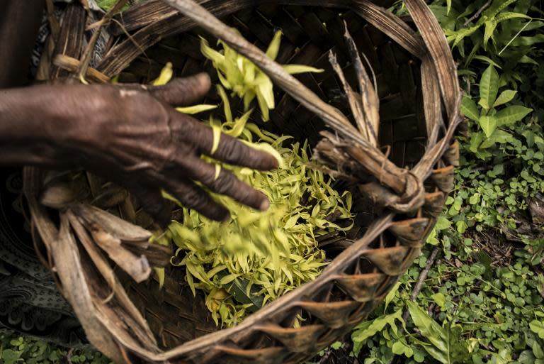 Monando Islam places ylang ylang flowers in a basket on the slopes of the Karthala volcano, where her and her family grow the rare flowers whose distilled oil is used as a base in the perfume industry