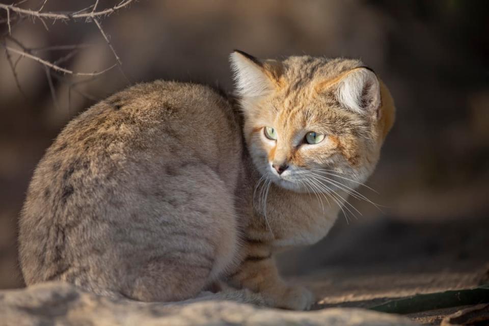 San Diego Zoo Shares Unusual Cat Facts