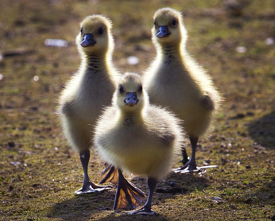 Three goslings walk in a meadow near the river Main in Frankfurt, Germany, on a sunny day in April. (Photo: Michael Probst/AP)