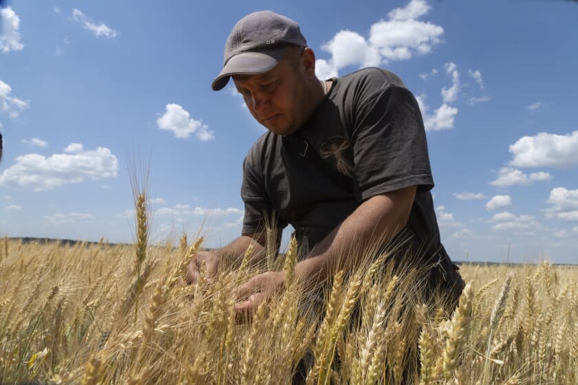 FILE - Farmer Andriy Zubko checks wheat ripeness on a field in Donetsk region, Ukraine, Tuesday, June 21, 2022. Military officials from Russia and Ukraine are set to hold a meeting in Istanbul to discuss a United Nations plan to export blocked Ukrainian grain to world markets through the Black Sea. Russia's invasion and war disrupted production and halted shipments of Ukraine, one of the world's largest exporters of wheat, corn and sunflower oil. (AP Photo/Efrem Lukatsky)